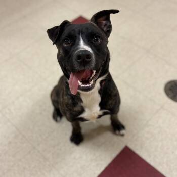 Enzo (Tex) -  Australian Shepherd Dog for Adoption in Waynesboro, Pennsylvania - Enzo (Tex) | PetCurious