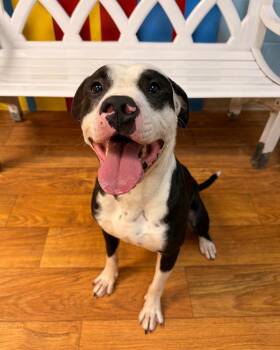 Panda Bear (Atticus) -  Mixed Breed Dog for Adoption in Ocala, Florida - Panda Bear (Atticus) | PetCurious