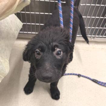 Birdie -  Mixed Breed Dog for Adoption in Marshall, Virginia - Birdie | PetCurious
