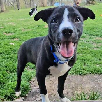 Mixed Breed Dogs Available for Adoption in Boaz, Alabama - Tot | PetCurious