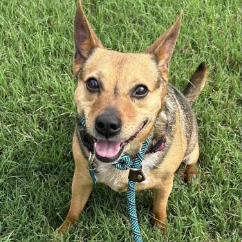 BRODY -  Australian Cattle Dog Blue Heeler Dog for Adoption in Kaufman, Texas - BRODY | PetCurious