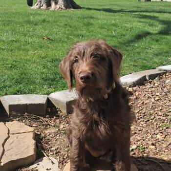 Labradoodle and Chocolate Labrador Retriever Dogs Available for Adoption in Fremont, Ohio - Dove | PetCurious