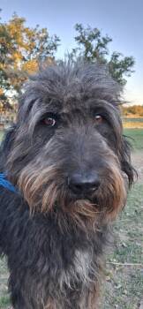 Wirehaired Pointing Griffon and Giant Schnauzer Dogs Available for Adoption in Boerne, Texas - Shaggy | PetCurious
