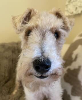 STANLEY -  Wire Fox Terrier Dog for Adoption in Dumont, Iowa - STANLEY | PetCurious