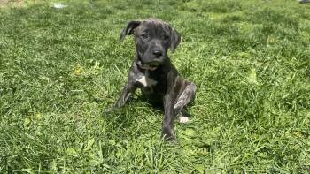 Black Mouth Cur and Mastiff Dogs Available for Adoption in Clinton, Wisconsin - Annika | PetCurious