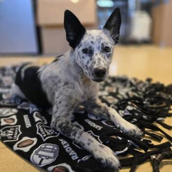 Zara -  Australian Cattle Dog Blue Heeler Dog for Adoption in Oakland, California - Zara | PetCurious