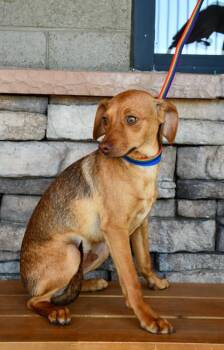Chihuahua and Dachshund Dogs Available for Adoption in Yakima, Washington - David | PetCurious