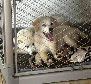 Aubrey SAT -  Great Pyrenees Dog for Adoption in Quinlan, Texas - Aubrey SAT | PetCurious
