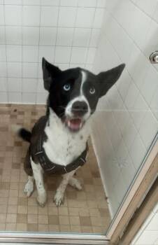 Luna Baby -  Husky and Cattle Dog Dog for Adoption - Luna Baby | PetCurious