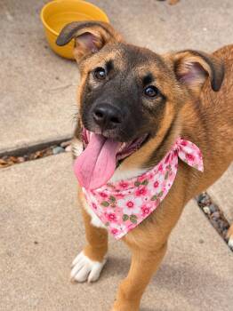 Banana -  Australian Shepherd and Shepherd Dog for Adoption in Phoenix, Arizona - Banana | PetCurious