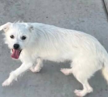 ILENE -  Cairn Terrier Dog for Adoption in Tracy, California - ILENE | PetCurious