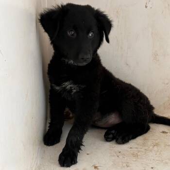 Bonita -  Shepherd Dog for Adoption in Birmingham, Alabama - Bonita | PetCurious