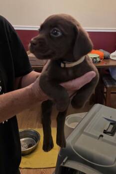 Mothers Craving : Taffy -  Dachshund and Beagle Dog for Adoption in Aurora, Indiana - Mothers Craving : Taffy | PetCurious