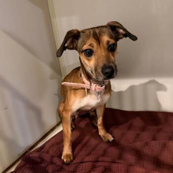 Button -  Miniature Dachshund and Mixed Breed Dog for Adoption in Port Charlotte, Florida - Button | PetCurious