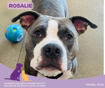 Rescue Pit Bull Terrier Dogs for Adoption in Eighty Four, Pennsylvania - Rosalie | PetCurious