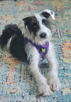 Dottie -  Schnauzer and Wire Fox Terrier Dog for Adoption in Norfolk, Massachusetts - Dottie | PetCurious