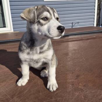 Anatolian Shepherd and Husky Dogs Available for Adoption - Ayra  | PetCurious