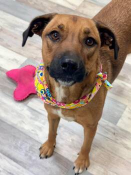 Rescue Yellow Labrador Retriever Dogs for Adoption in Elkhorn, Wisconsin - Abigail | PetCurious