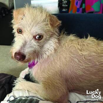 Tova -  Schnauzer and Terrier Dog for Adoption in Washington, District Of Columbia - Tova | PetCurious