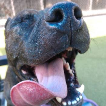 Pit Bull Terrier Dogs Available for Adoption in Greensboro, North Carolina - Slim Jim | PetCurious