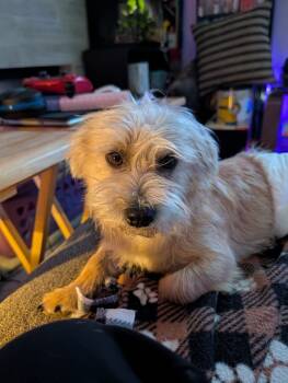 Rescue Terrier Dogs for Adoption in Parker, Colorado - Cider | PetCurious
