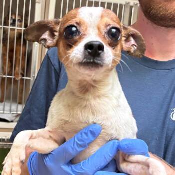 Chihuahua Dogs Available for Adoption - Jamie Foxx | PetCurious