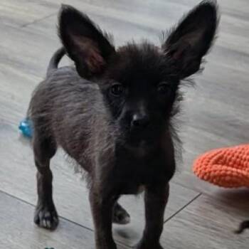 Terrier and Border Collie Dogs Available for Adoption - Tator | PetCurious