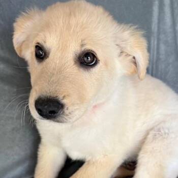 Great Pyrenees and Yellow Labrador Retriever Dogs Available for Adoption - Mr. Pibb Fizz | PetCurious