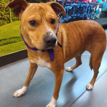 Leon -  American Staffordshire Terrier Dog for Adoption in Santa Ana, California - Leon | PetCurious