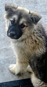 Indy -  Shepherd Dog for Adoption in Cottage Grove, Minnesota - Indy | PetCurious