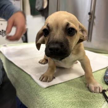 Dachshund and Pug Dogs Available for Adoption - Tom Dumont | PetCurious