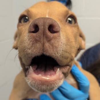 Beignet -  American Staffordshire Terrier and Black Mouth Cur Dog for Adoption in Hattiesburg, Mississippi - Beignet | PetCurious
