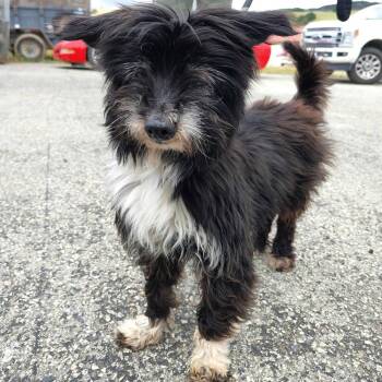 Maltese Dogs Available for Adoption in San Jose, California - Toto | PetCurious