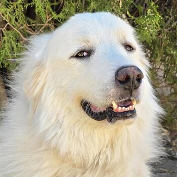 King Kai - SWEET Pyr Perfection -  Great Pyrenees Dog for Adoption in North Valley, New Mexico - King Kai - SWEET Pyr Perfection | PetCurious