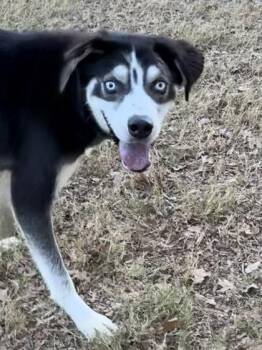 Mixed Breed Dogs Available for Adoption - Sonic | PetCurious