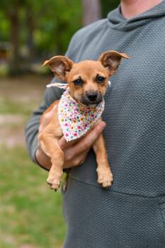 Mixed Breed Dogs Available for Adoption in Bonifay, Florida - Thea (Coming Soon) | PetCurious