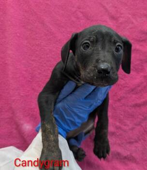 Mixed Breed Dogs Available for Adoption - Candygram (p) | PetCurious