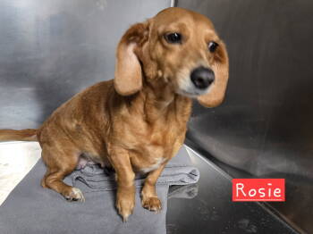 Rescue Dachshund Dogs for Adoption in Albemarle, North Carolina - Rosey | PetCurious