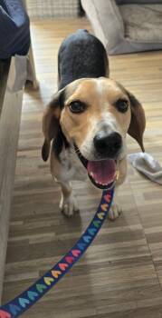 Rescue Beagle Dogs for Adoption in Holbrook, New York - PISTACHIO | PetCurious