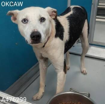 A476299 -  Australian Cattle Dog Blue Heeler and Mixed Breed Dog for Adoption in Oklahoma City, Oklahoma - A476299 | PetCurious
