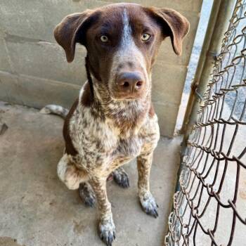 German Shorthaired Pointer and Labrador Retriever Dogs Available for Adoption - TUSC-Stray-83727 | PetCurious