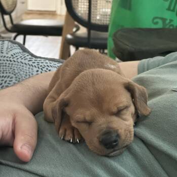 Mixed Breed Dogs Available for Adoption in Rockville, Maryland - Moss | PetCurious