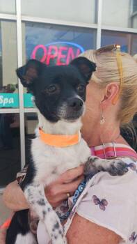 Bug -  Rat Terrier and Chihuahua Dog for Adoption in Durango, Colorado - Bug | PetCurious