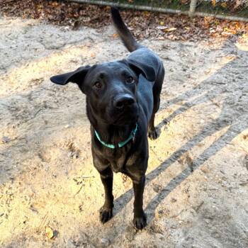 Rescue Mixed Breed Dogs for Adoption in Brookhaven, New York - Fred | PetCurious