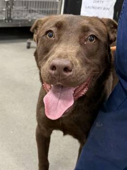 Pit Bull Terrier and Labrador Retriever Dogs Available for Adoption - MARSHA | PetCurious