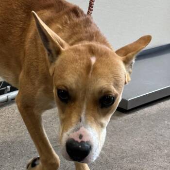 109593 -  Mixed Breed Dog for Adoption in Las Cruces, New Mexico - 109593 | PetCurious