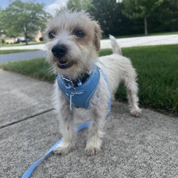 Shrimp -  Terrier Dog for Adoption in Chicago, Illinois - Shrimp | PetCurious
