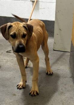 OREO -  Pit Bull Terrier Dog for Adoption - OREO | PetCurious
