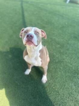 Henry --Courtesy Post. Out of town pet. See below for details-- -  Pit Bull Terrier Dog for Adoption in Eagle, Idaho - Henry --Courtesy Post. Out Of Town Pet. See Below For Details-- | PetCurious