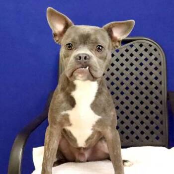 Dentist -  Pit Bull Terrier and American Bulldog Dog for Adoption in Fort Davis, Texas - Dentist | PetCurious
